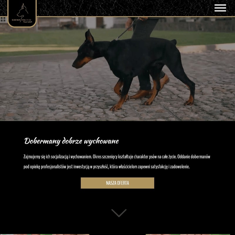 Doberman szkolenie w Wrocławiu